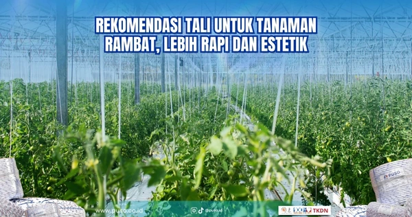 Rekomendasi Tali untuk Tanaman Rambat, Lebih Rapi dan Estetik